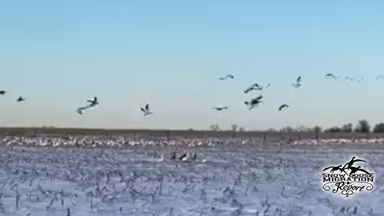 Welcome to the New Snow Goose Migration Report: Tracking the Majestic Journeys of Snow Geese