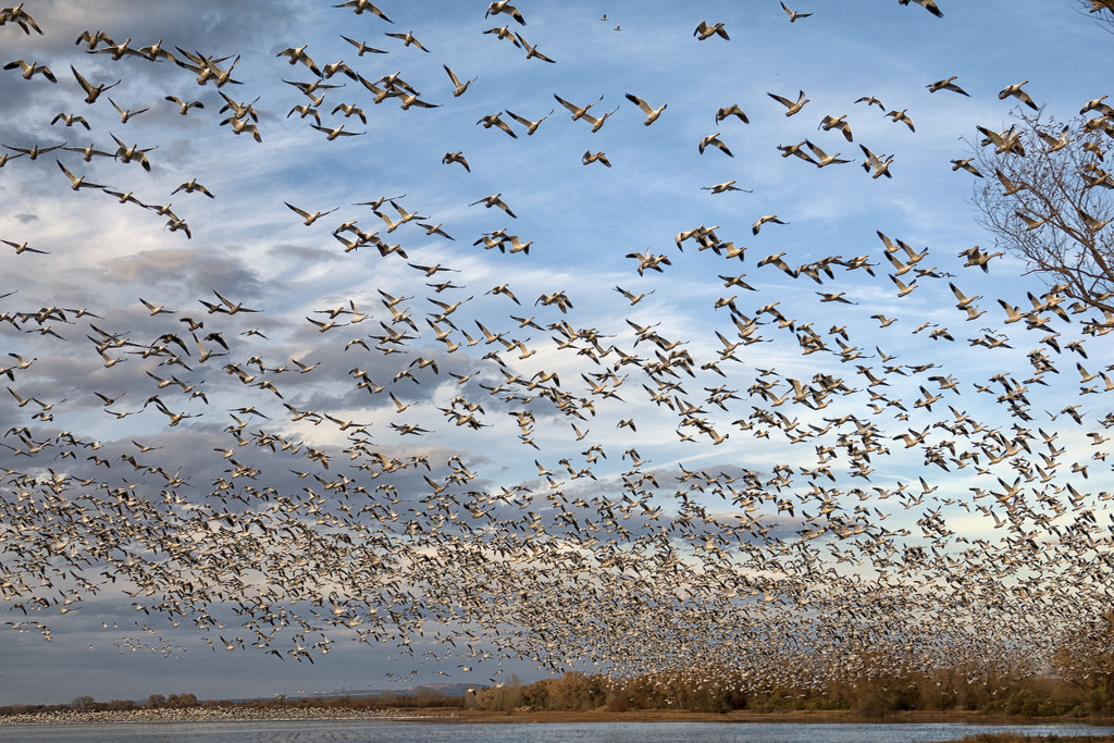 Snow Goose Migration Report: Tracking the Majestic Journey of Snow Geese