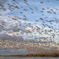 Snow Goose Migration Report: Tracking the Majestic Journey of Snow Geese