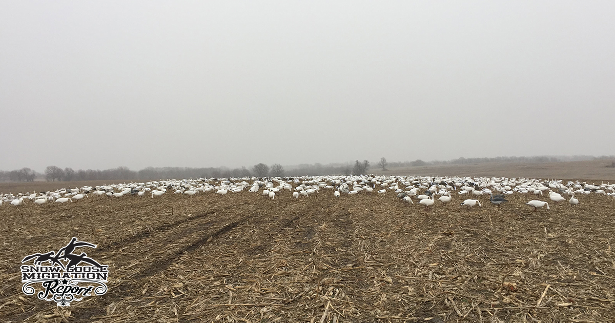 How to Plan a Successful Snow Goose Hunt: Timing, Scouting, Gear &amp; Logistics