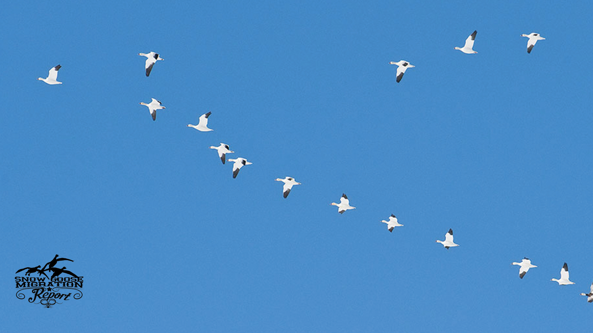 2025–26 Snow Goose Migration Patterns: When, Where &amp; What to Expect This Season