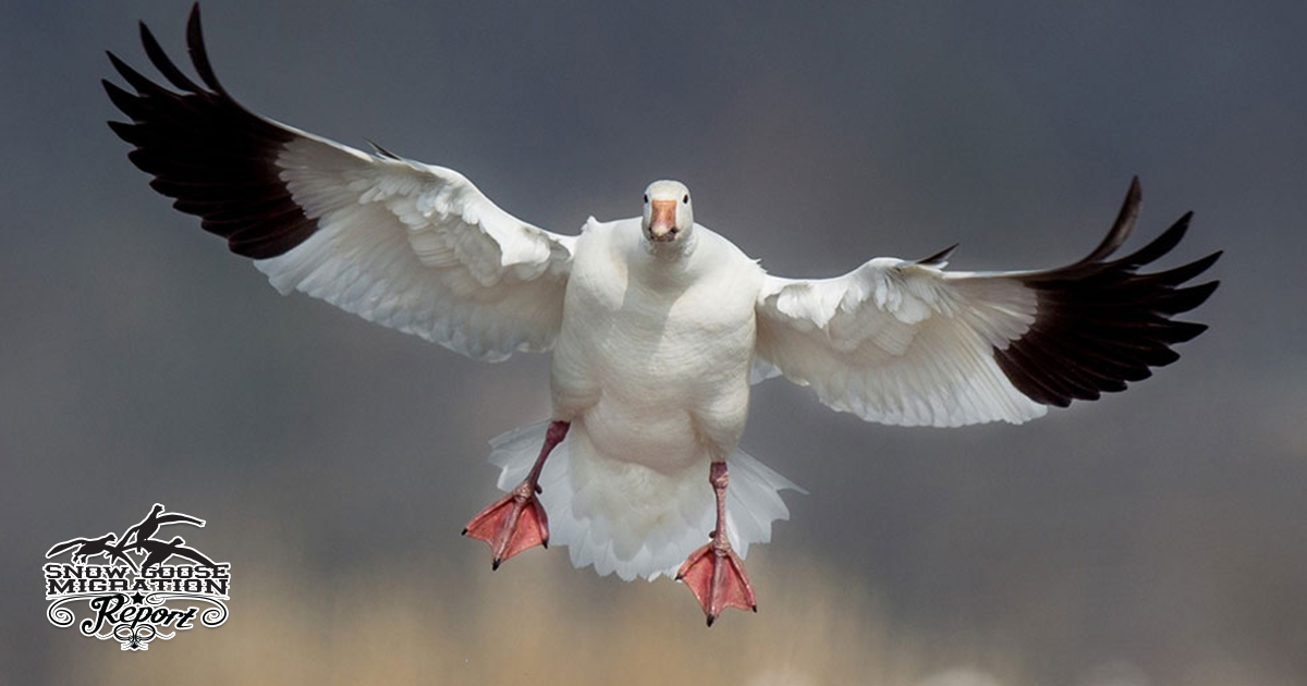 Understanding Snow Goose Flyways: Central vs Mississippi — What It Means for Hunters, Guides &amp; Photographers