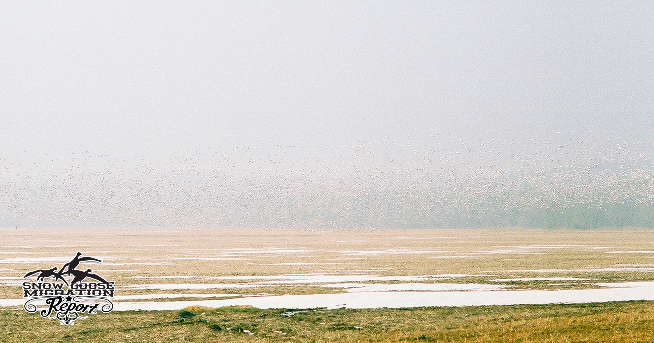 Snow Goose Conservation and Overpopulation: Why Spring Hunting Matters
