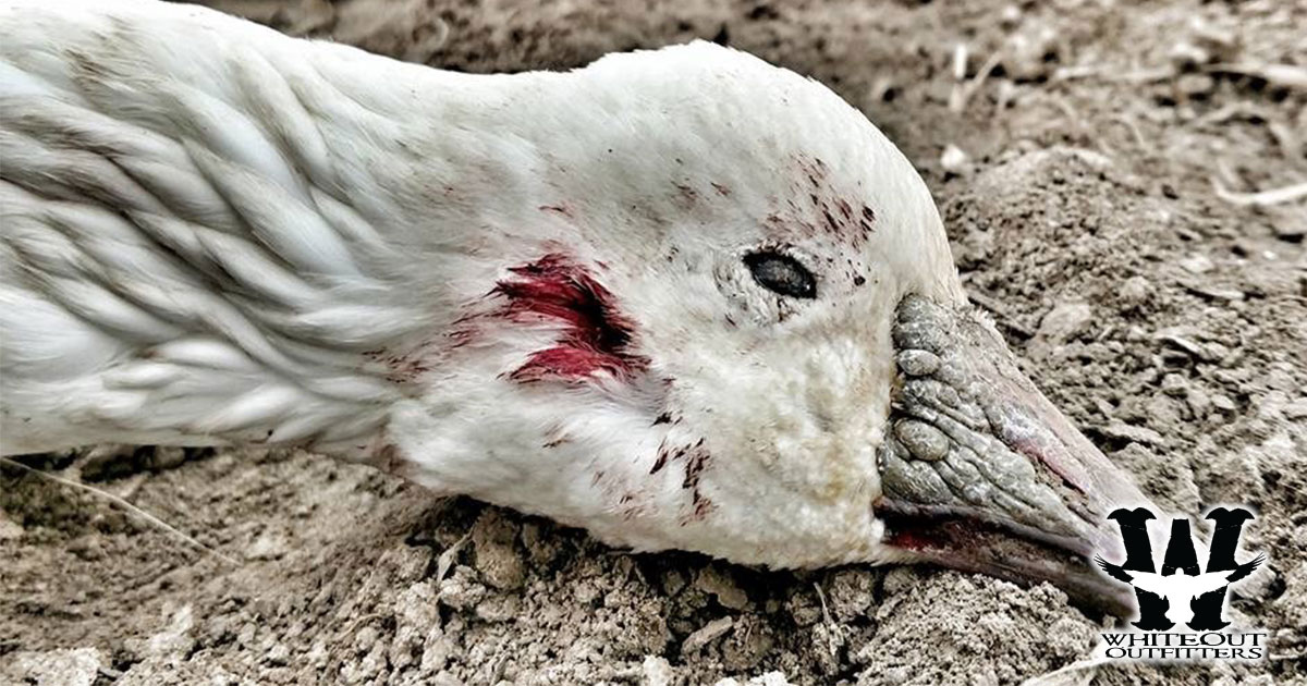 Whiteout Outfitters | Spring Snow Goose Hunts