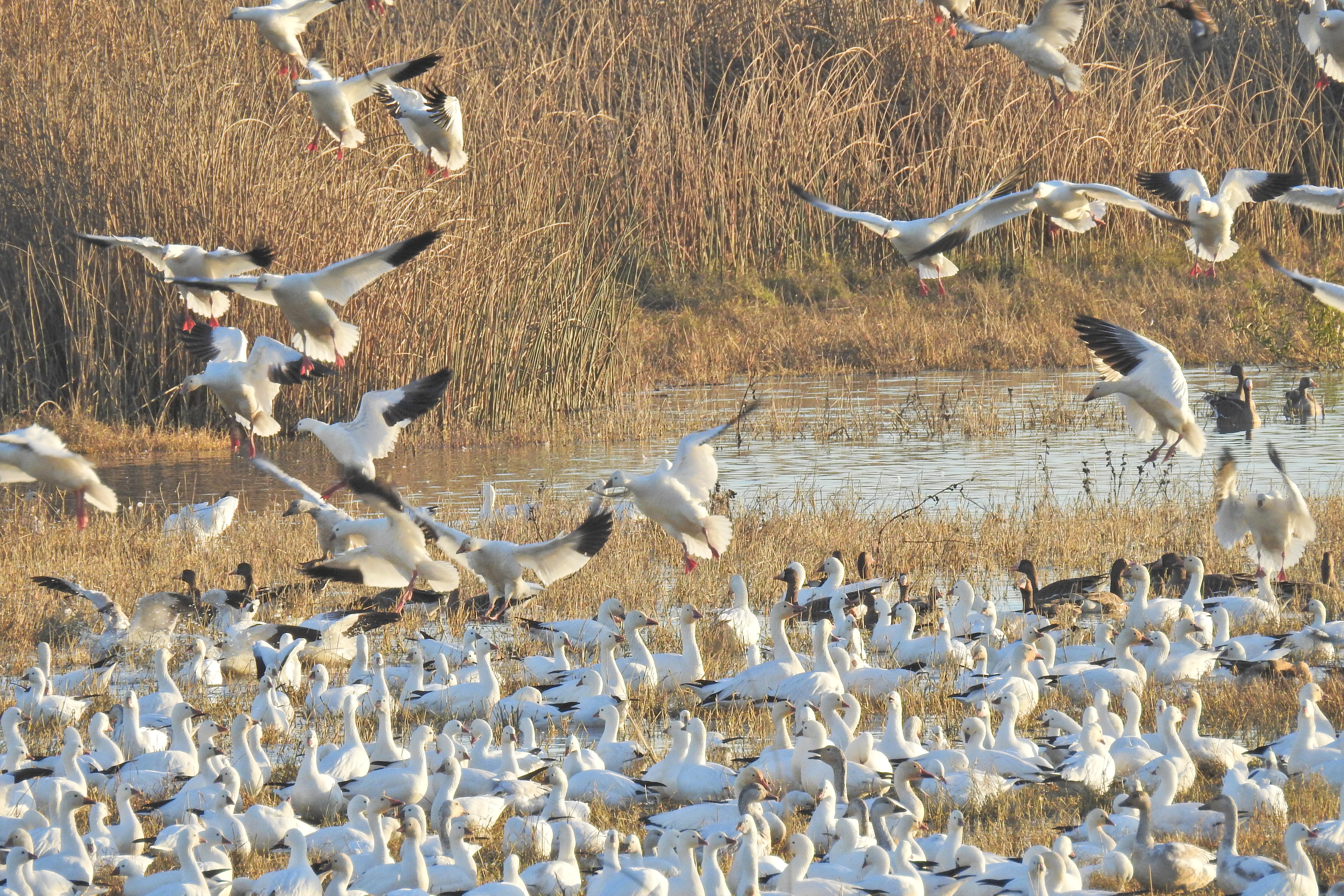 Snow Geese Begin Their Southern Migration from Northern Canada to Central Provinces