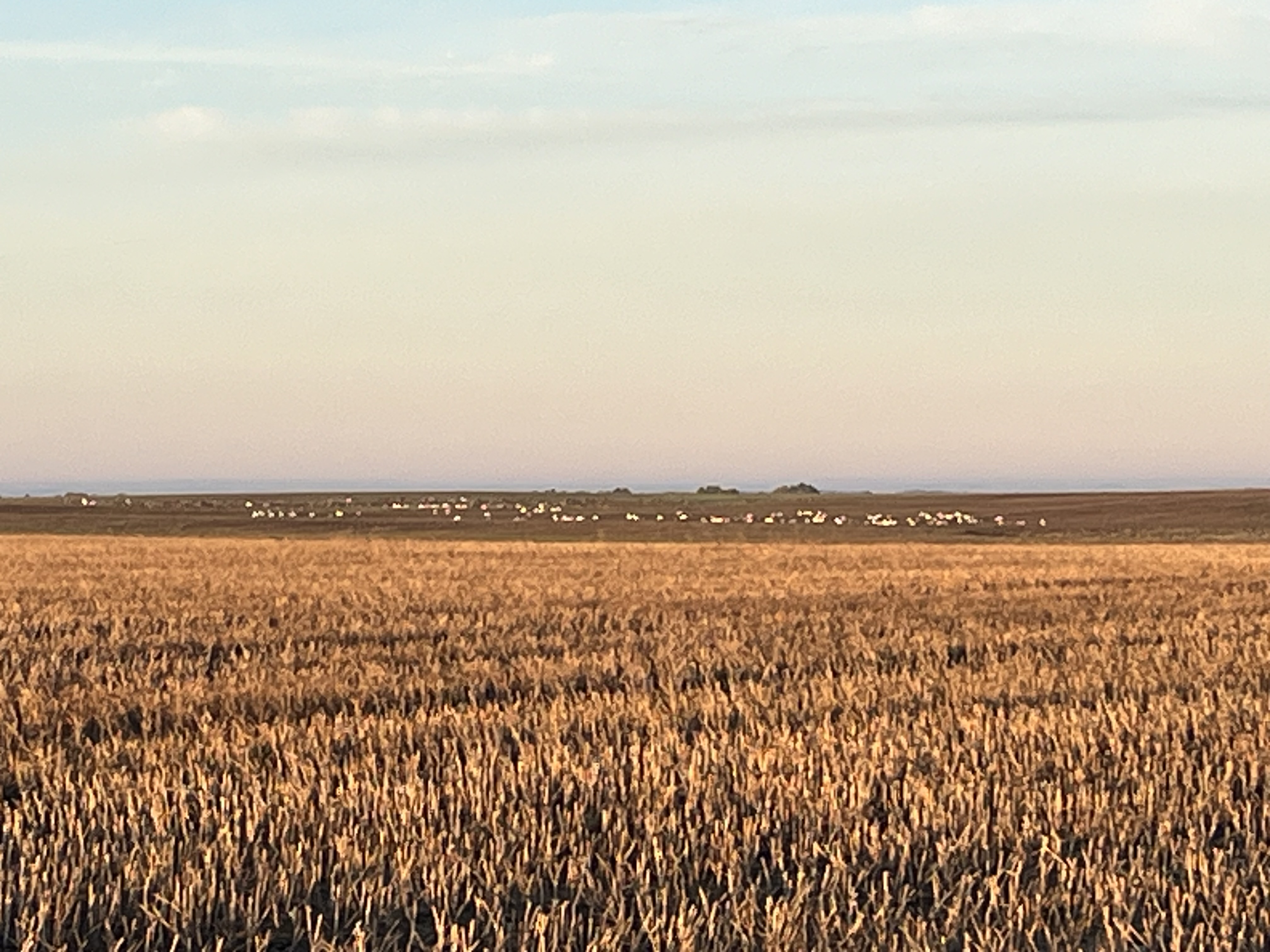 Snow Geese Reported in Balgonie Saskatchewan - CA