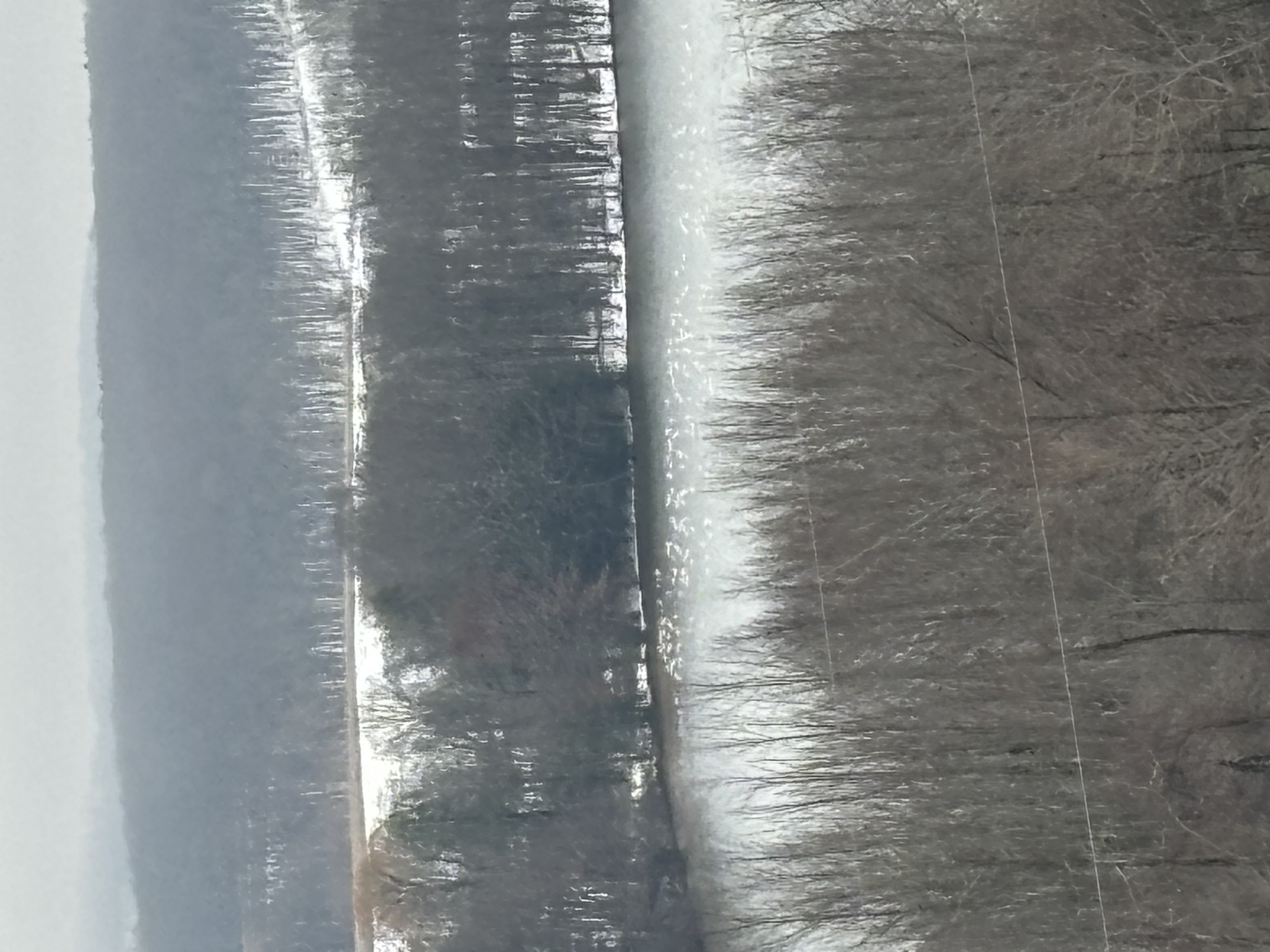 Snow Geese Reported in Fort Hill, Somerset County   (SW Pennsylvania) Pennsylvania