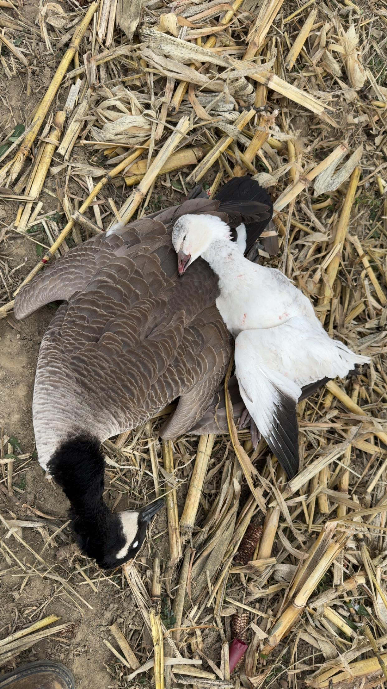 Snow Geese Reported in Harbor beach Michigan