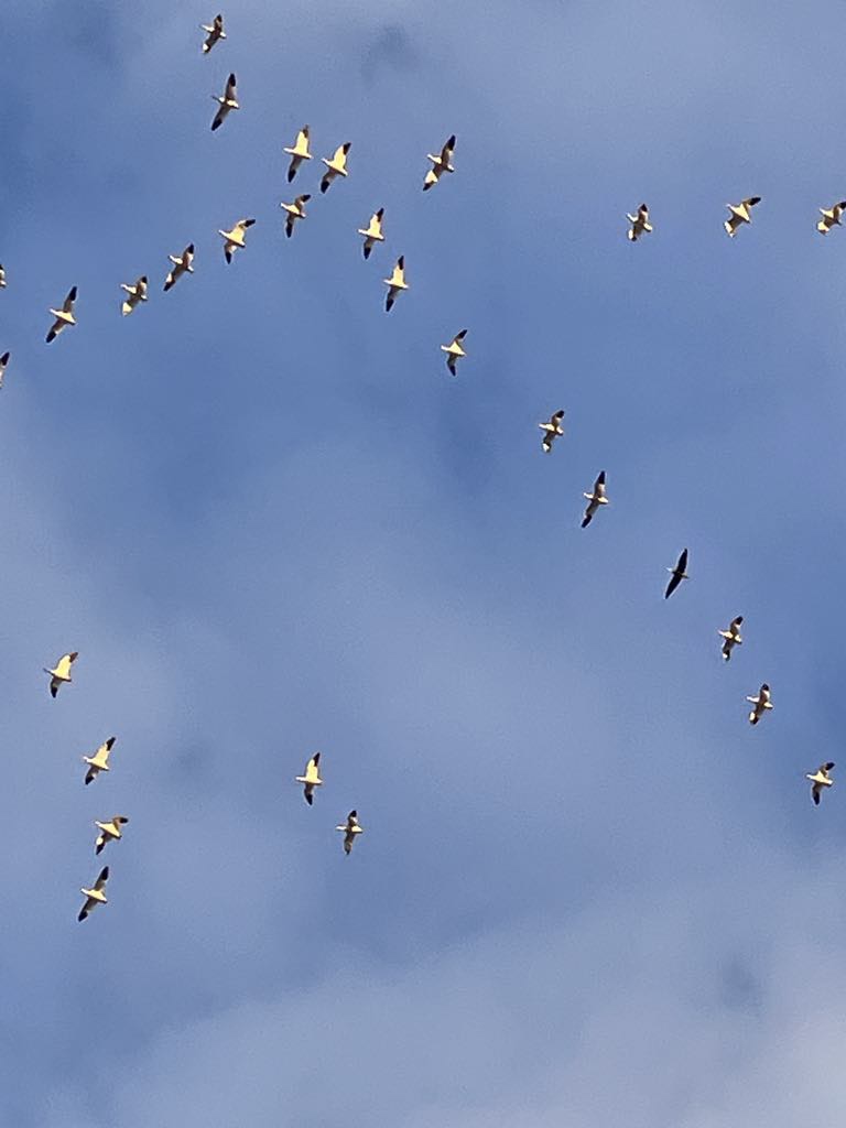 Snow Geese Reported in Easton Pennsylvania