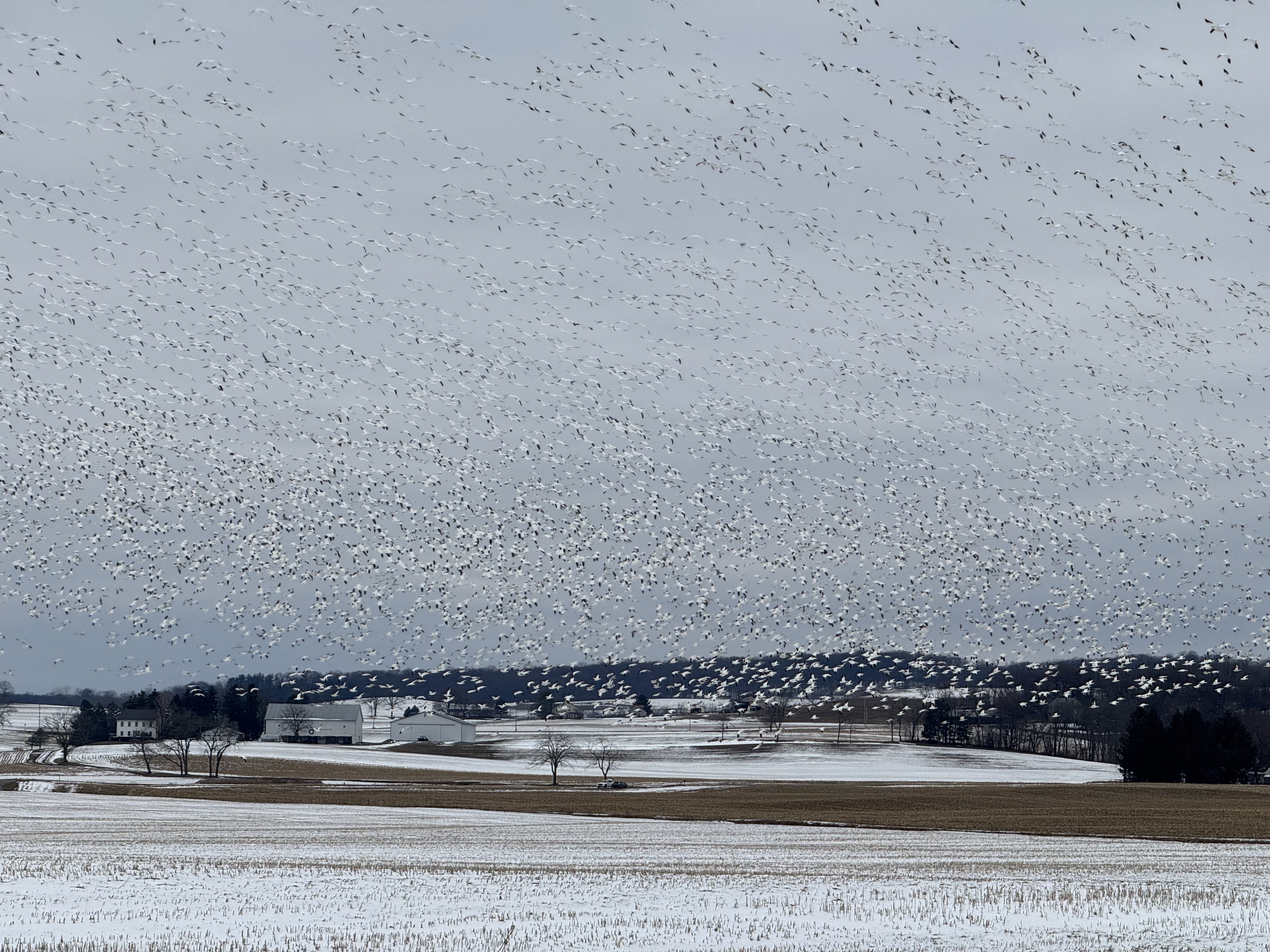 Snow Geese Reported in Maxatawny Pennsylvania