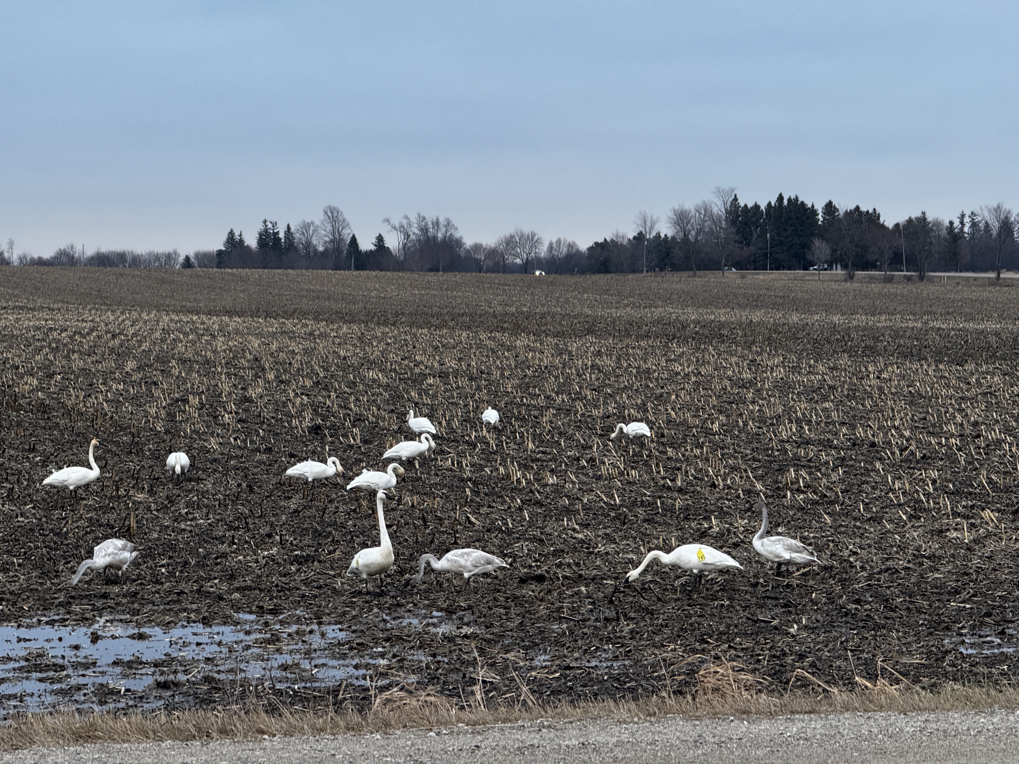 Snow Geese Reported in Kitchener Ontario - CA