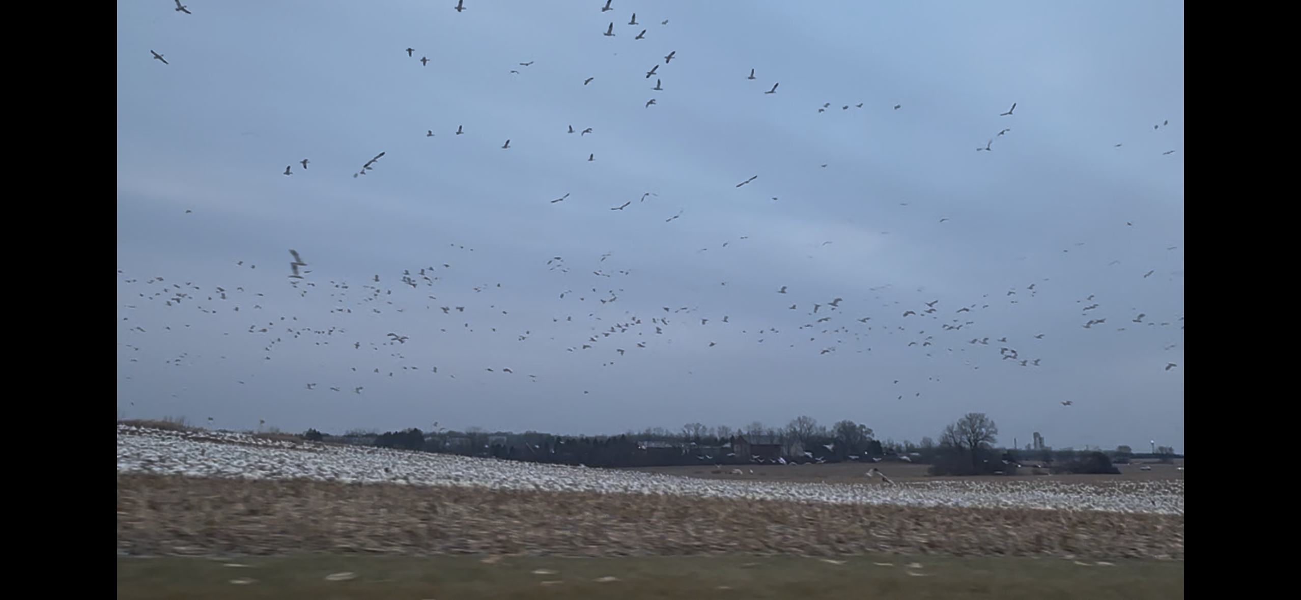 Snow Geese Reported in Bethlehem  Pennsylvania