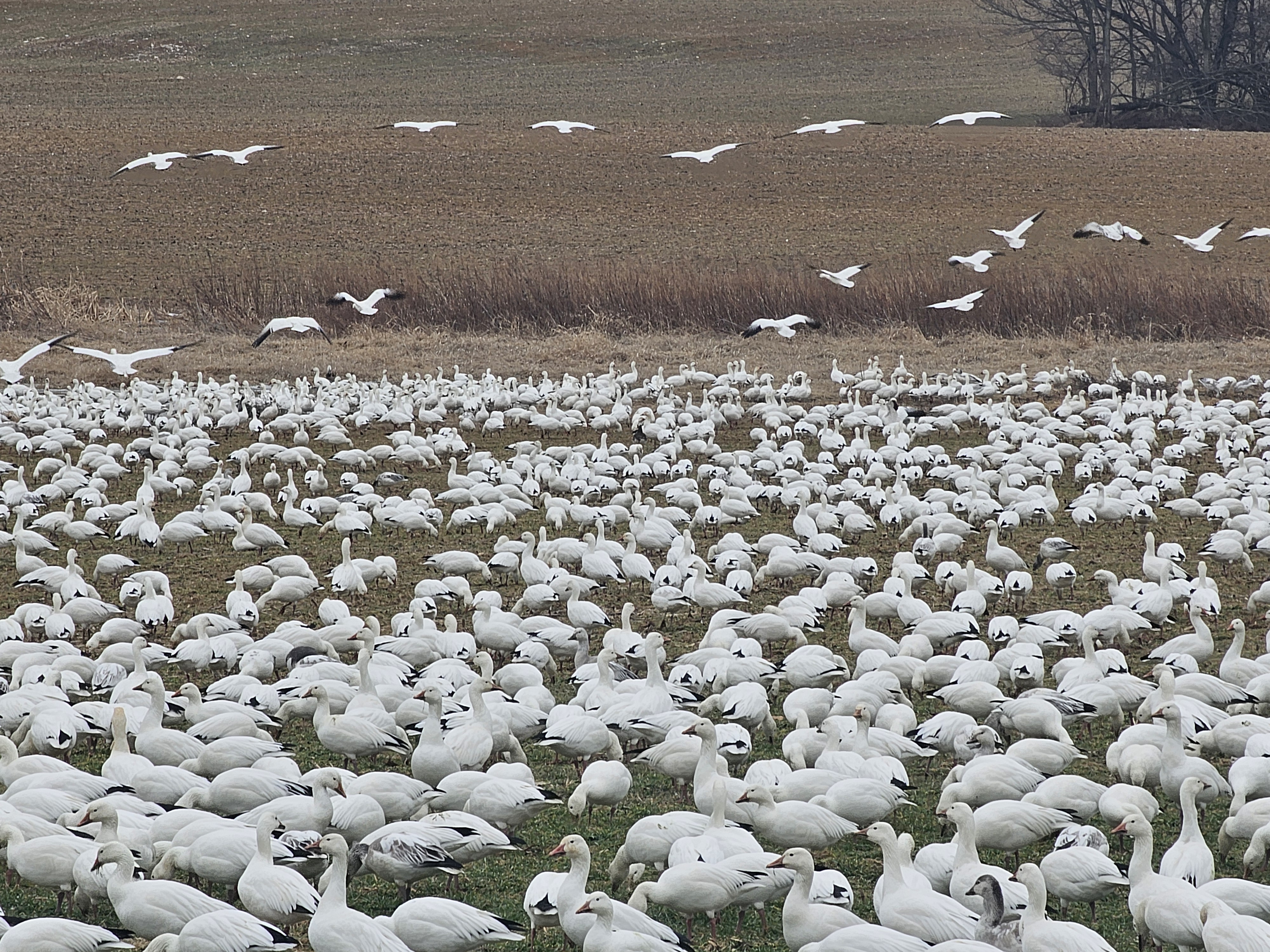 Snow Geese Reported in Palmyra Pennsylvania