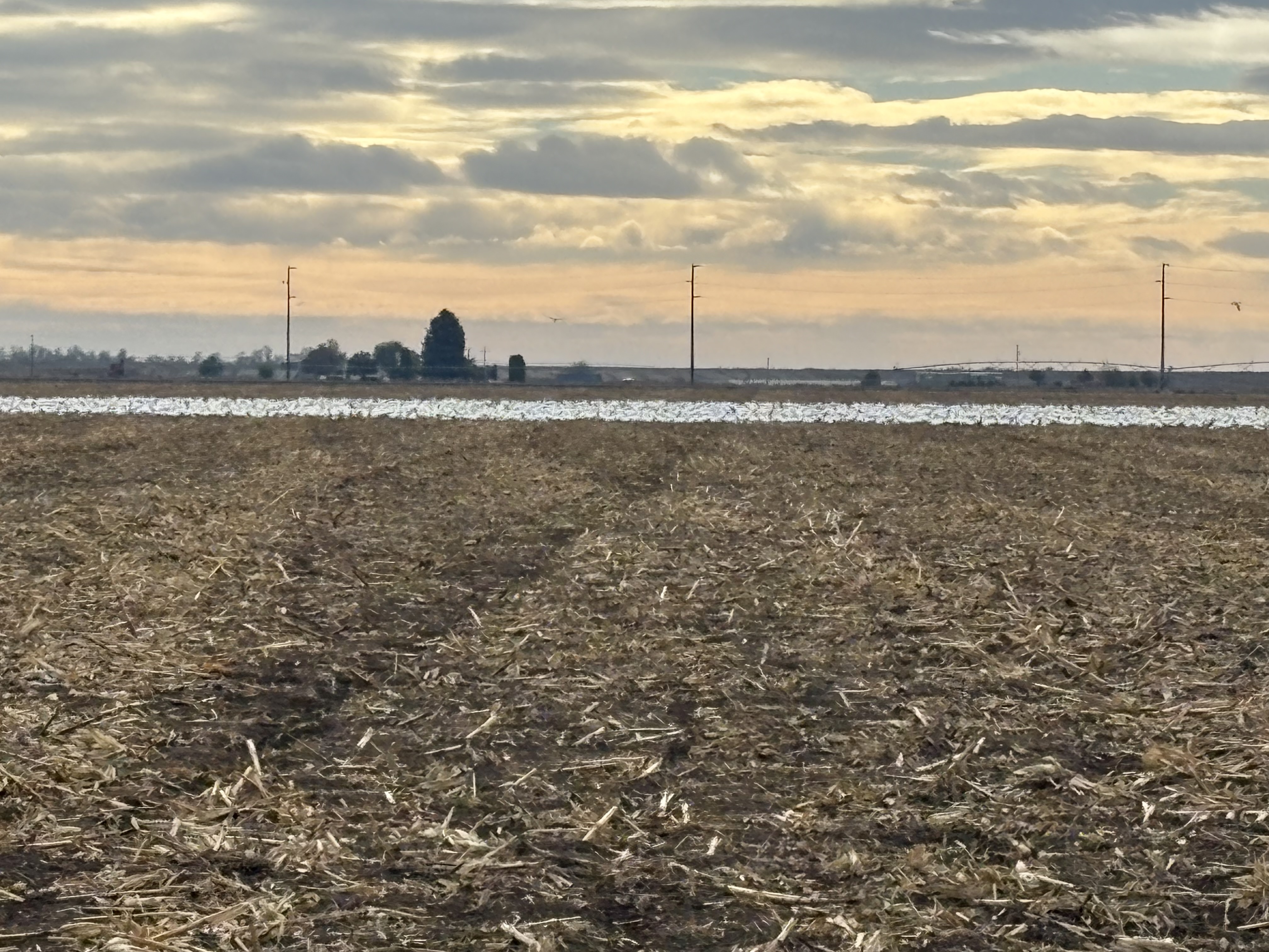 Snow Geese Reported in Moses Lake Washington