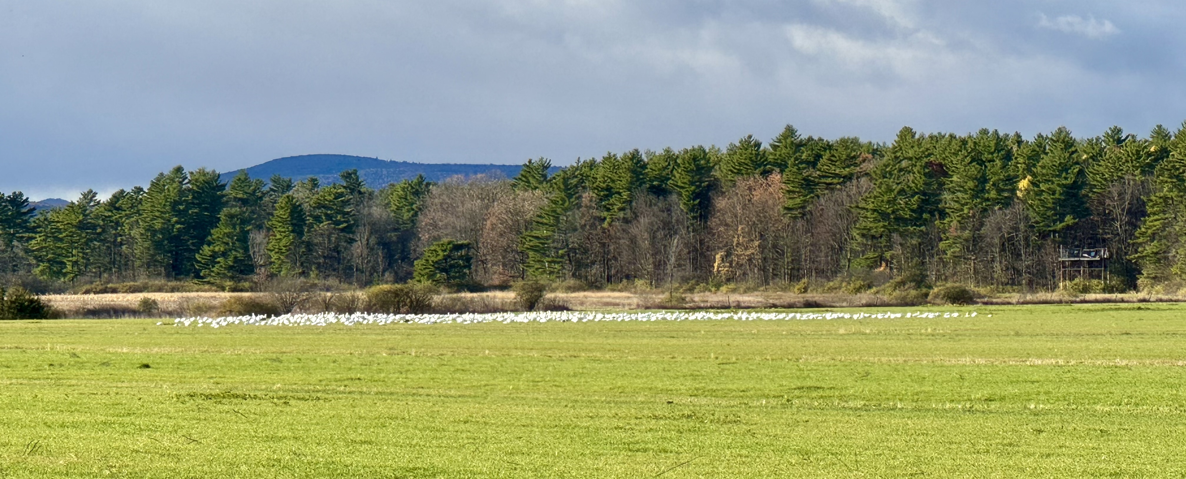 Snow Geese Reported in Dead Creek Wildlife Refuge Vermont 2025-11-09 13:16:23