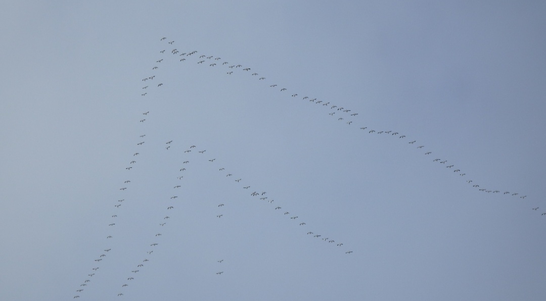 Snow Geese Reported in Stanley Idaho 2025-11-27 16:02:08