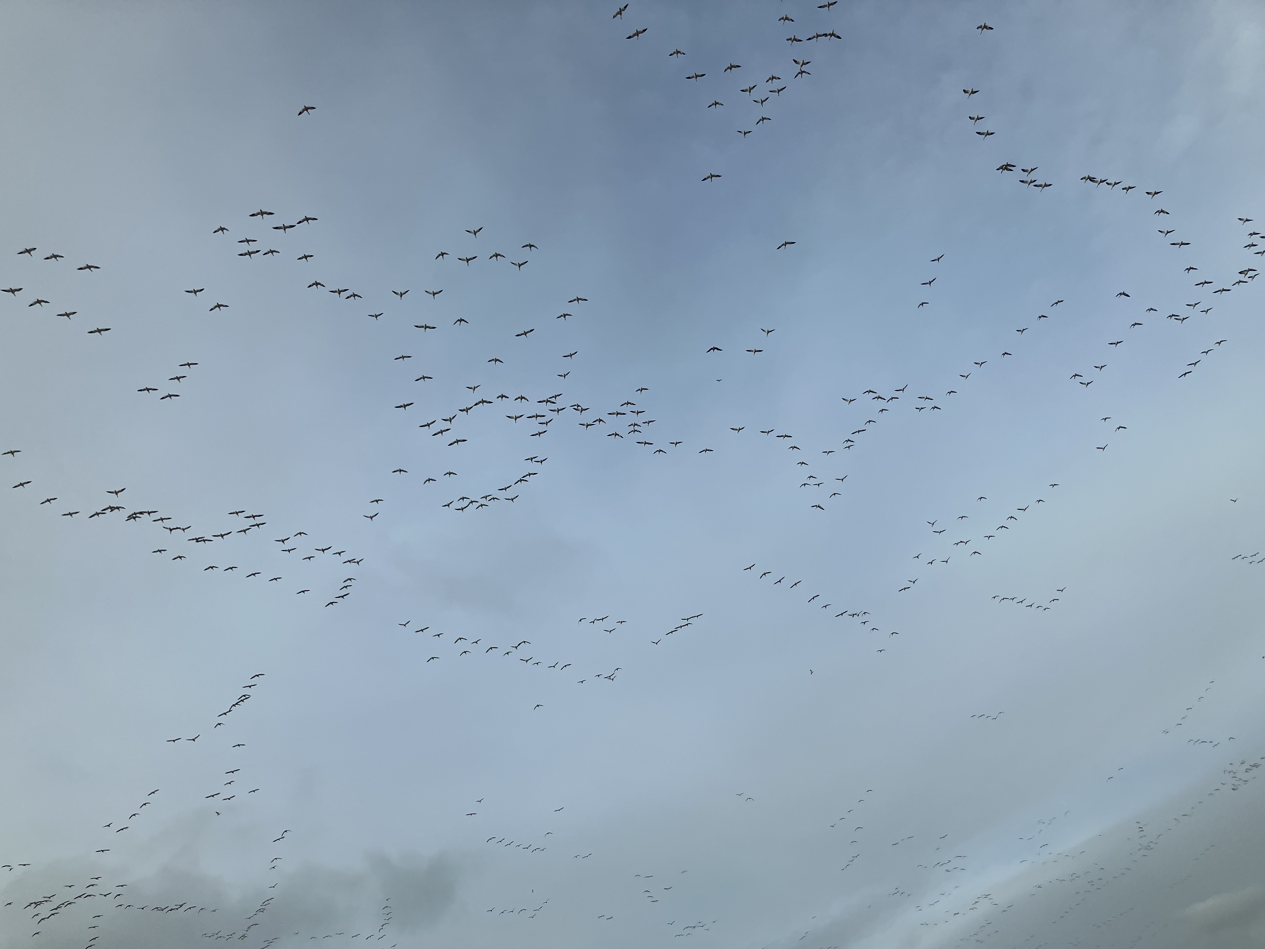 Snow Geese Reported in St Jean sur Richelieu  Quebec - CA 2025-11-28 08:55:43