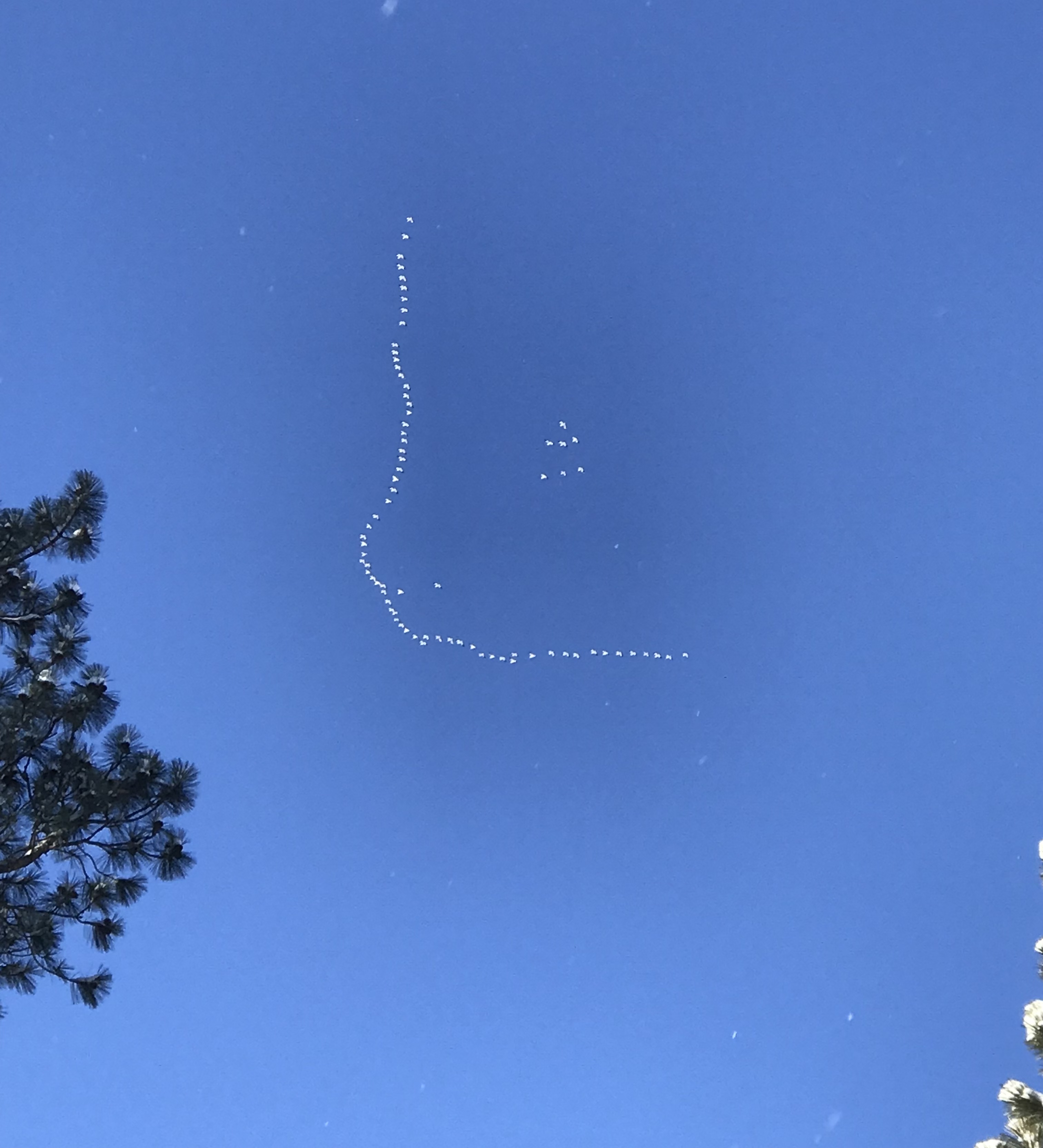 Snow Geese Reported in Dearborn  Montana 2025-11-29 14:34:43