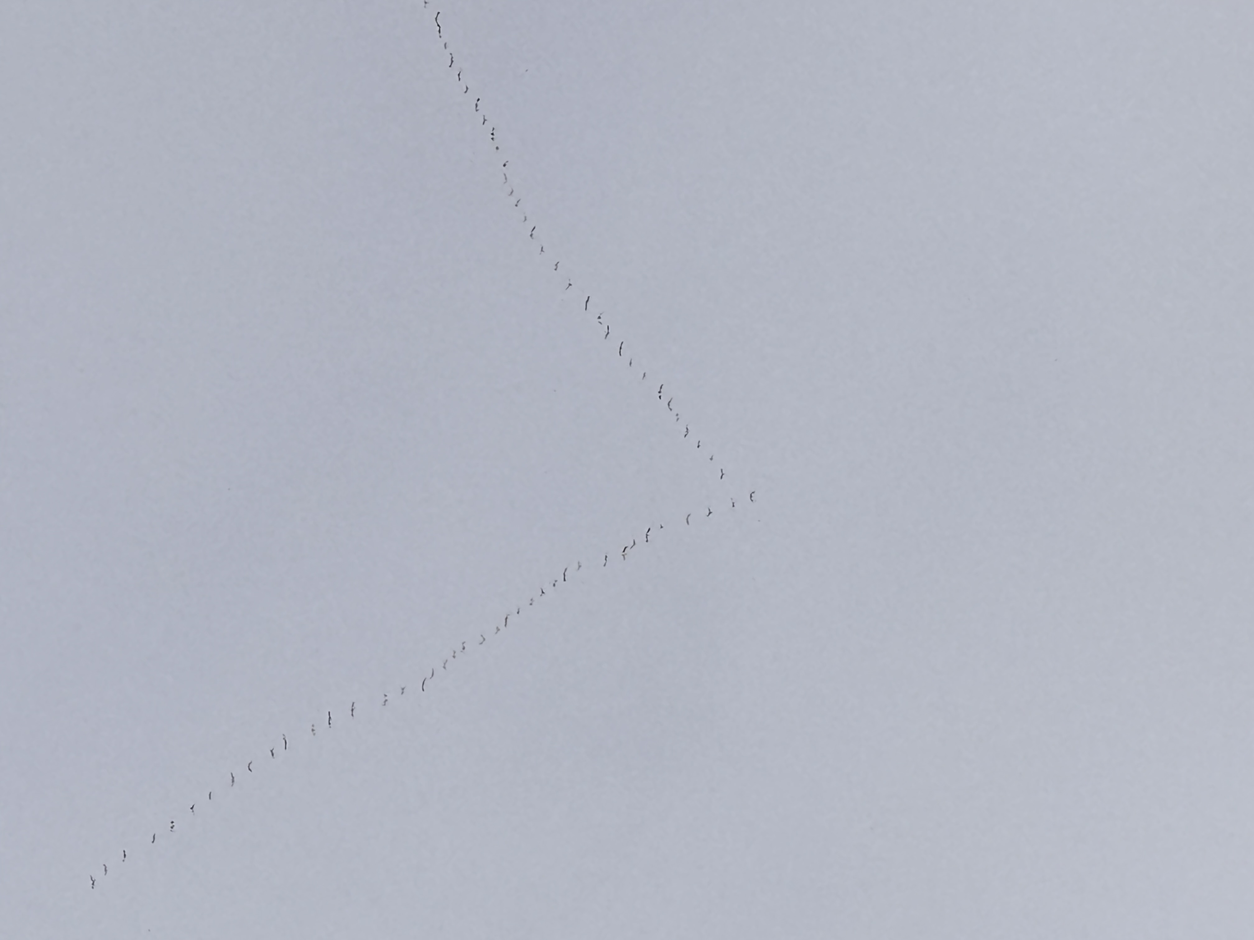 Snow Geese Reported in Stanley  Idaho 2025-11-29 15:14:20