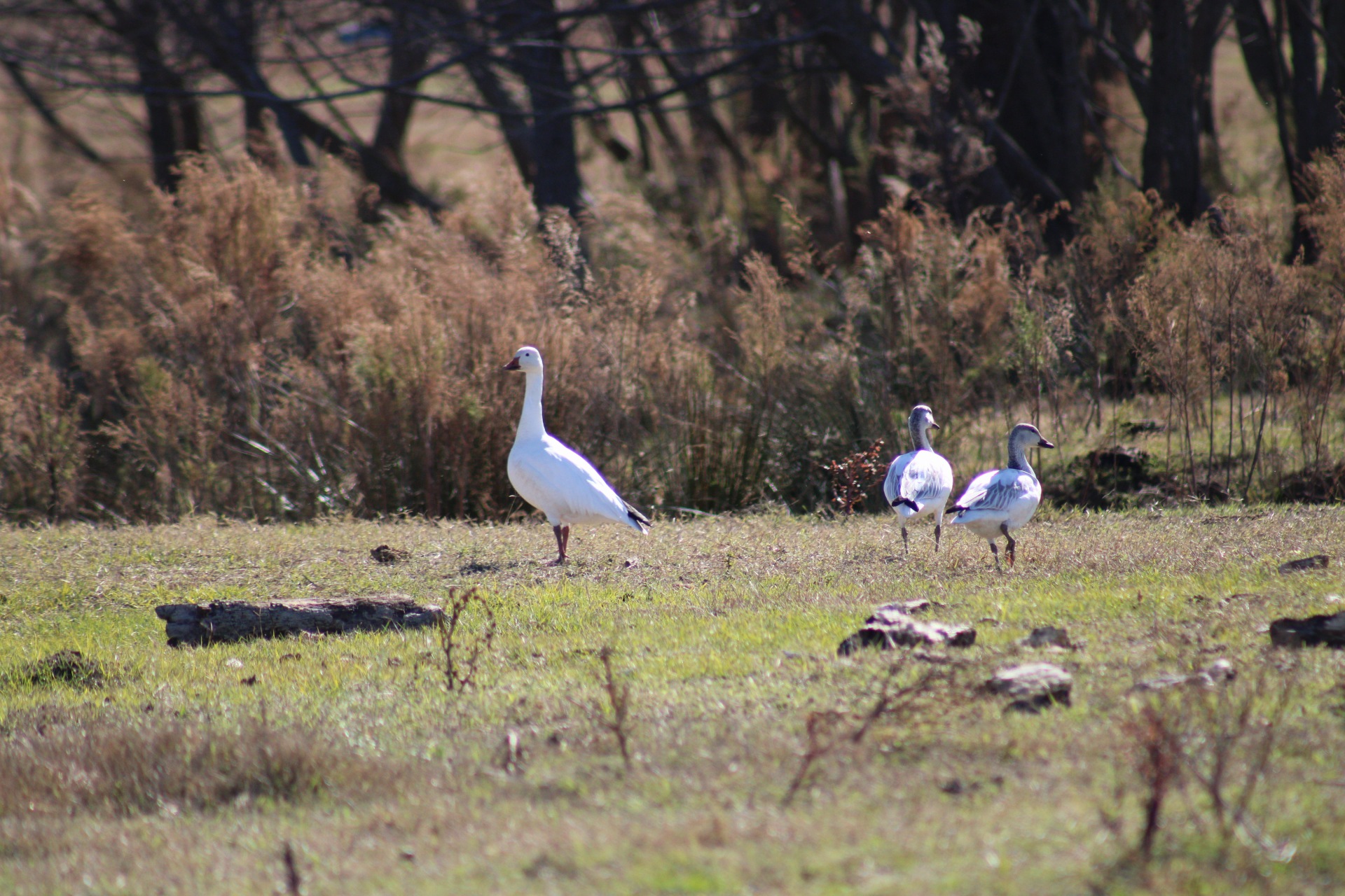 Snow Geese Reported in MOULTRIE Georgia 2025-12-16 14:24:39
