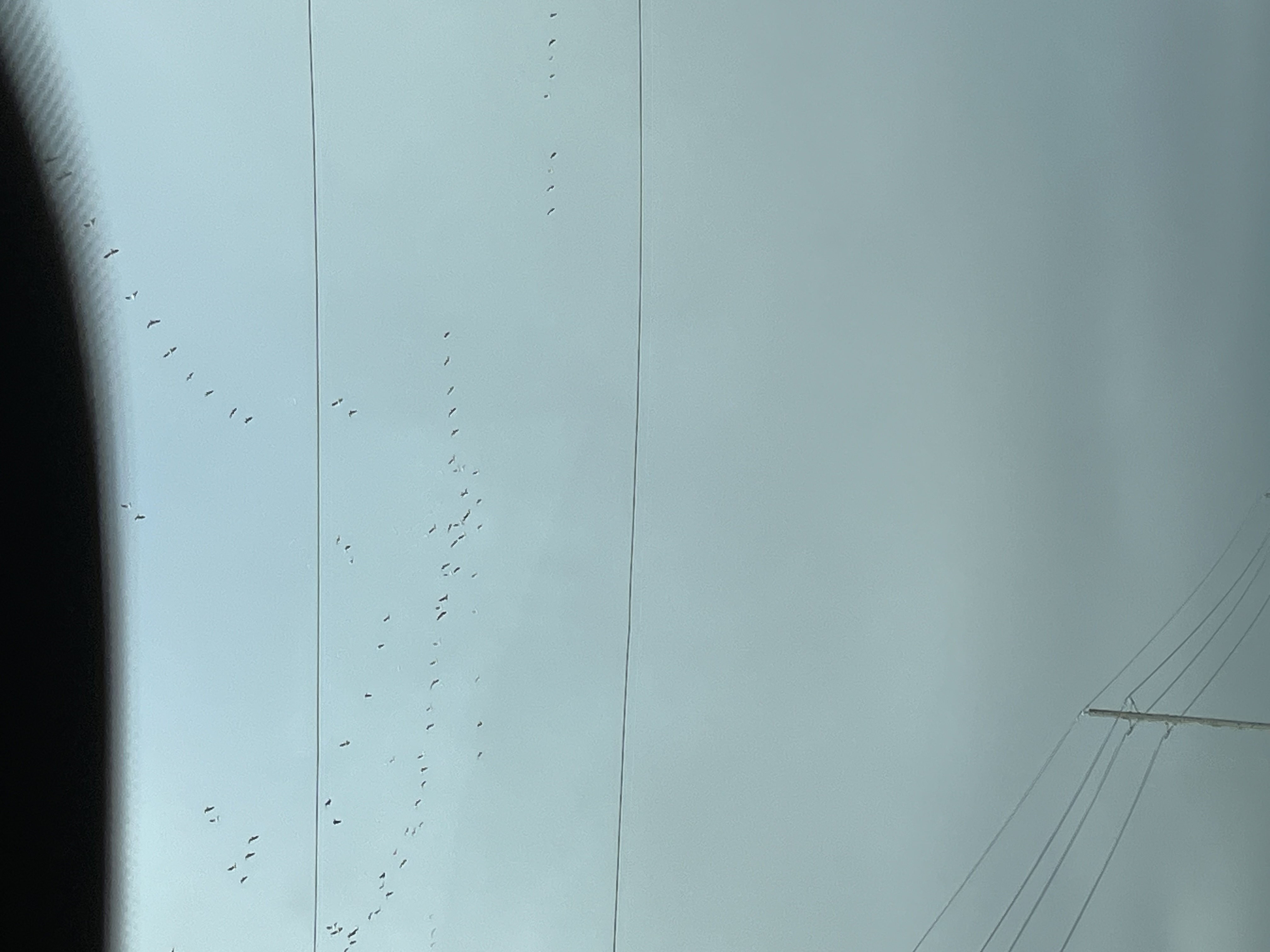 Snow Geese Reported in Columbus Texas 2025-12-18 14:20:34