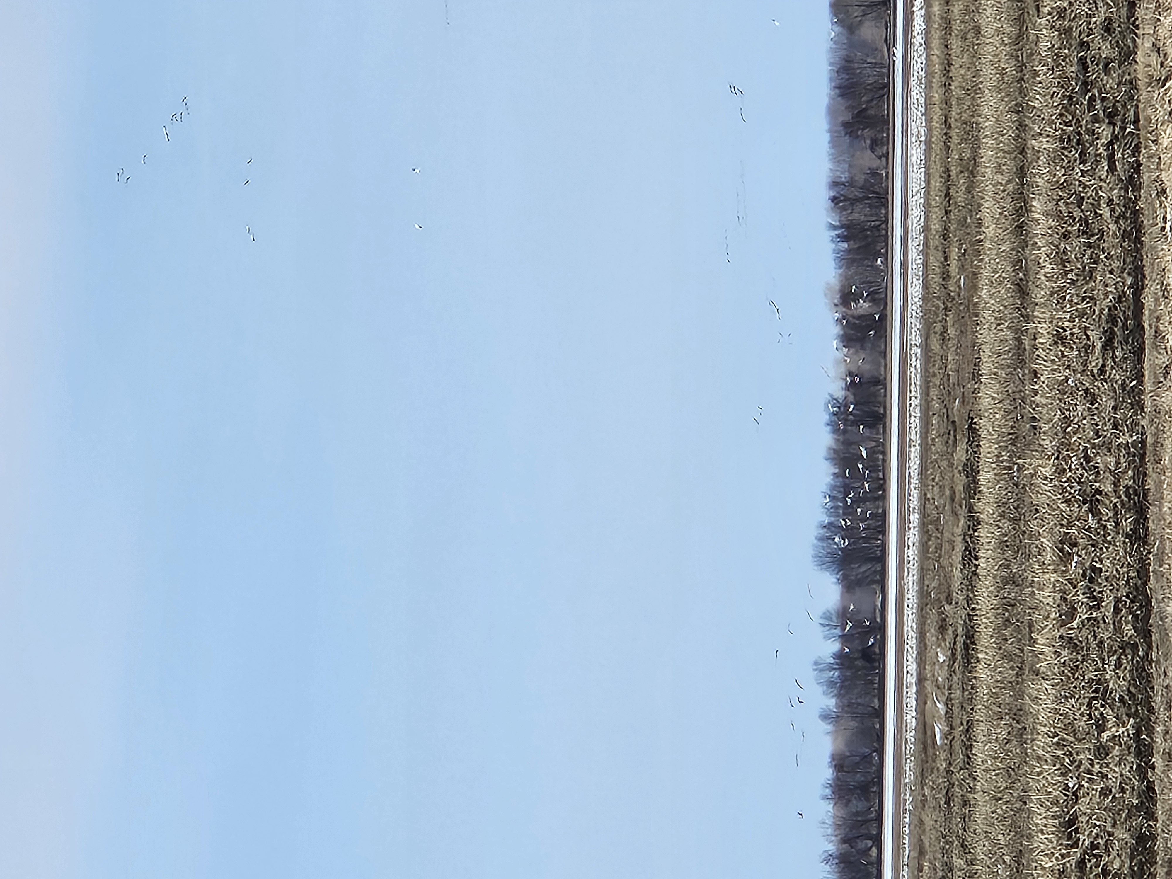 Snow Geese Reported in Baie du Febvre Quebec - CA 2026-03-30 11:56:21