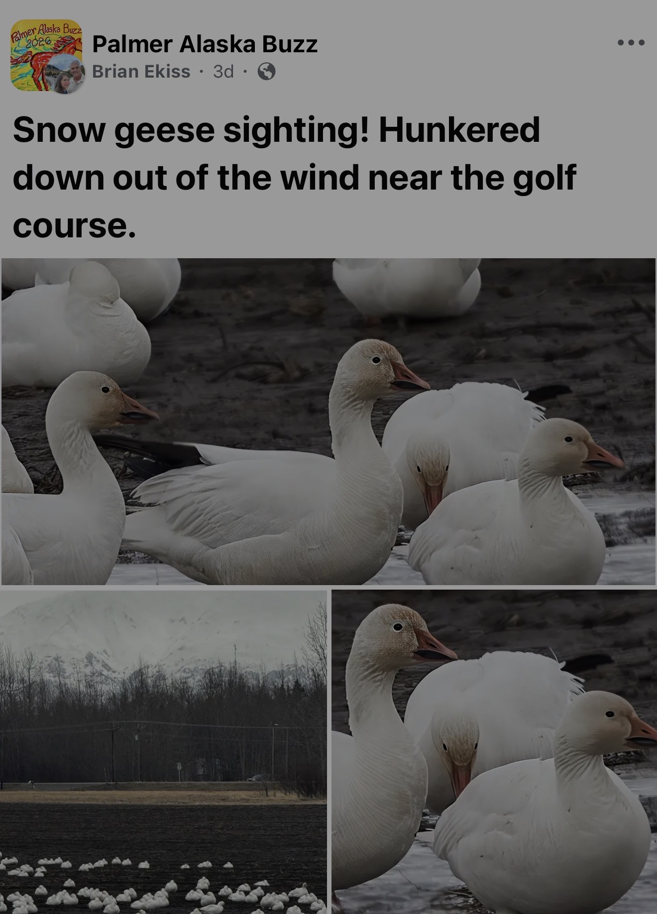 Snow Geese Reported in Palmer Alaska 2026-04-26 14:58:46