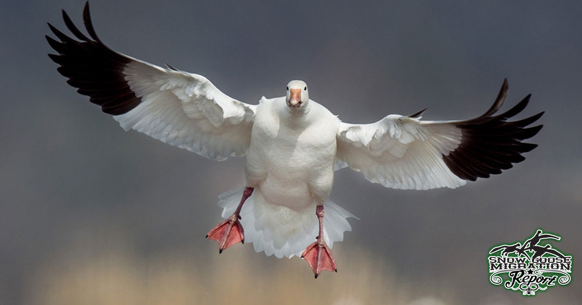 Snow Goose Migration Report - December 22nd, 2023