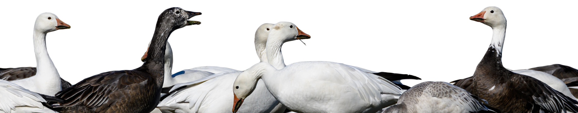 snow goose migration report overlay image snow goose migration report overlay image