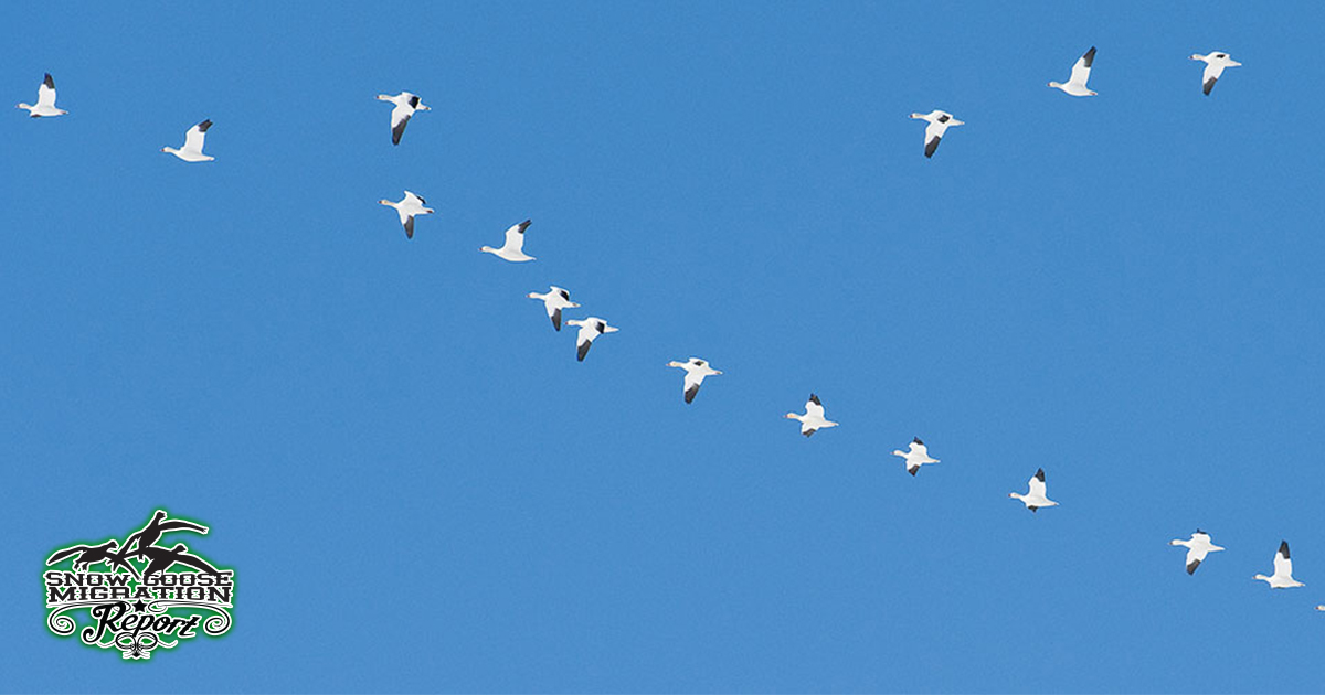 Migration Reports Snow Goose Migration Report