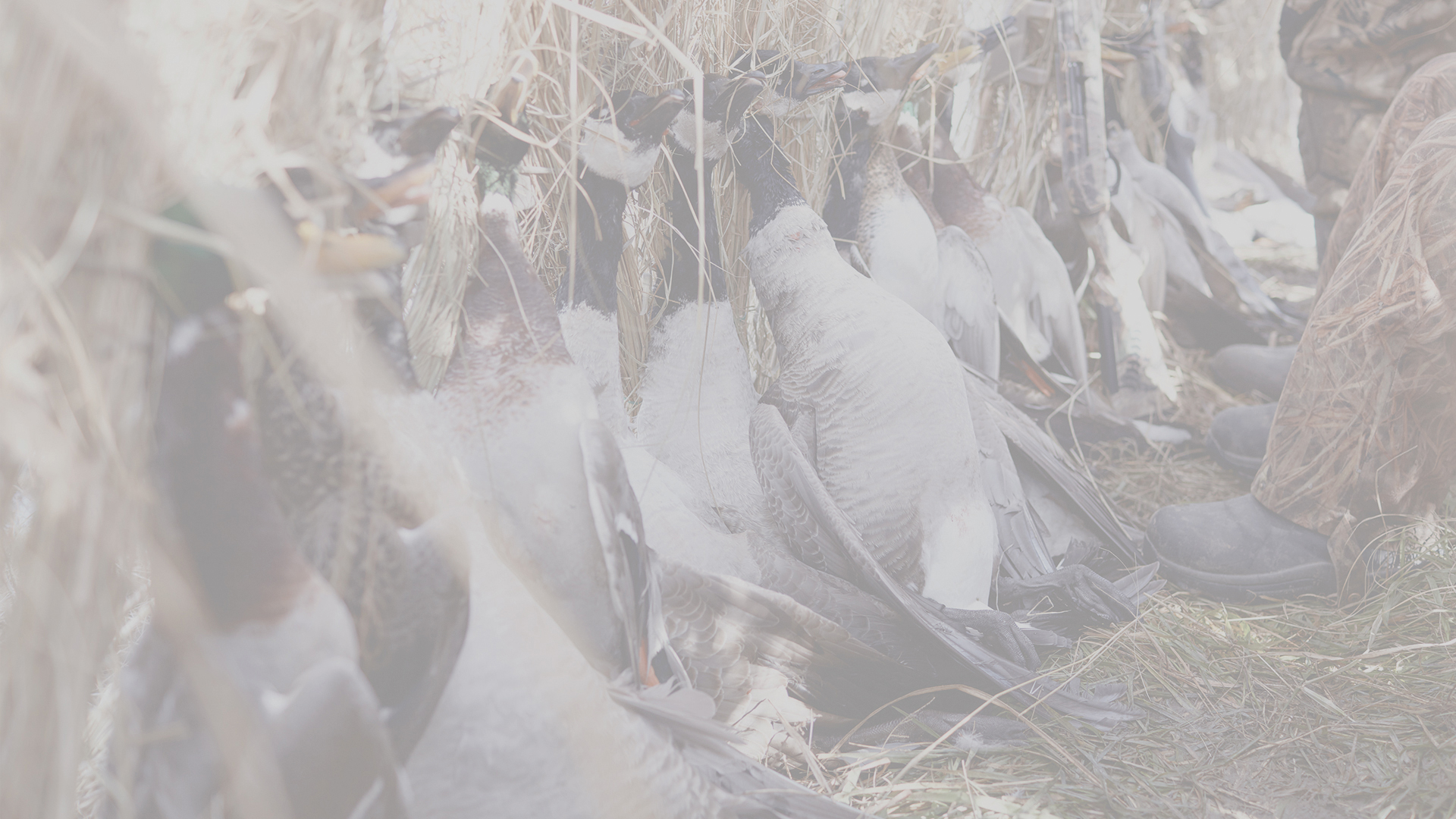 Waterfowl Tags | Waterfowl Harvest Tags